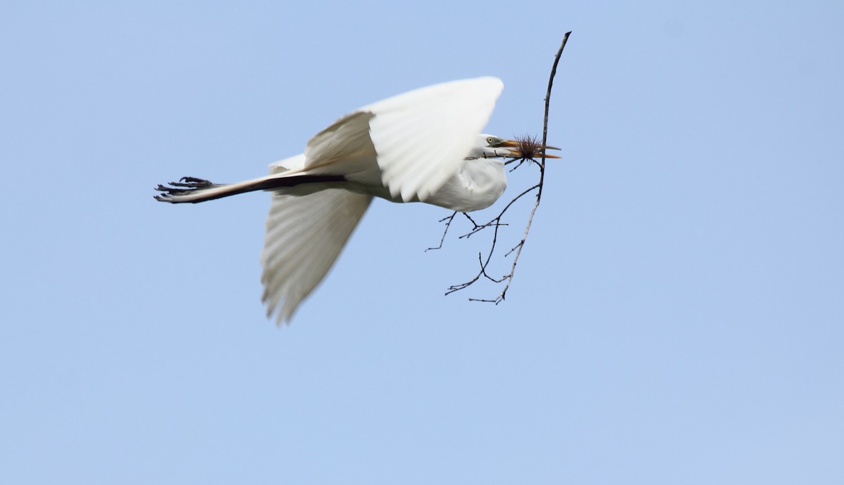 Koartza zuria - ML645415143