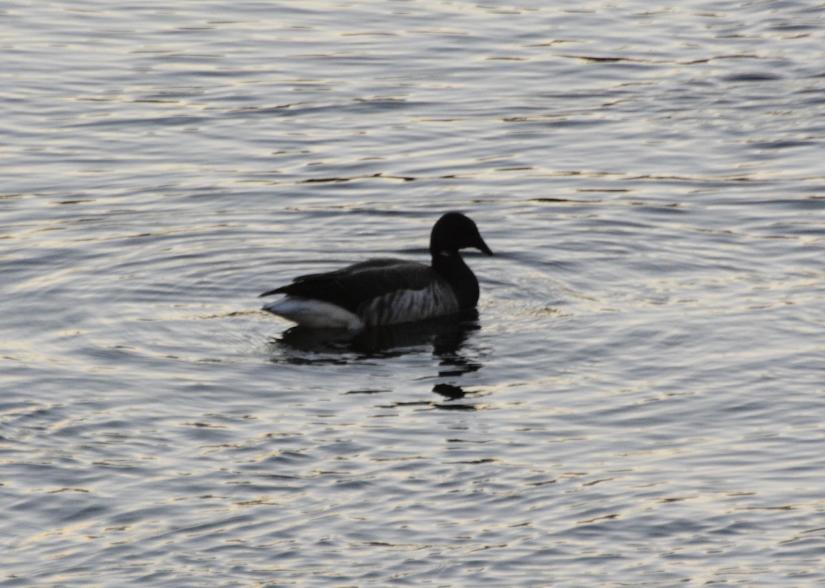 Brant - ML645415145