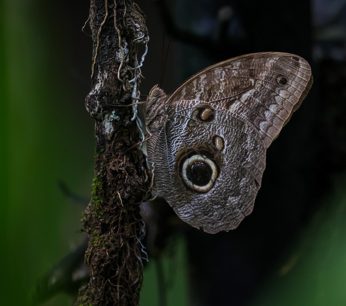 Owl-Butterflies - ML645415146