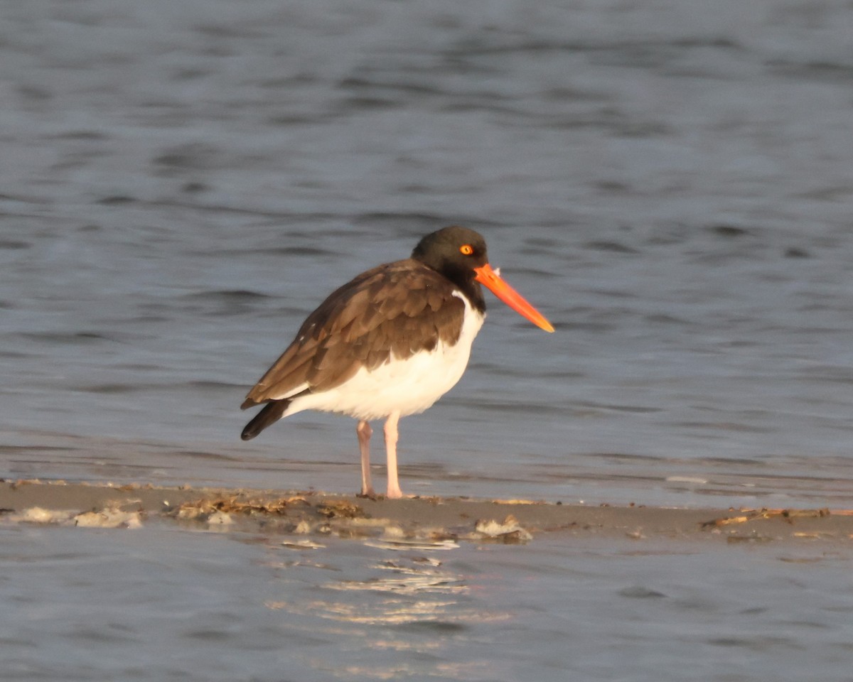 American Oystercatcher - ML645415149