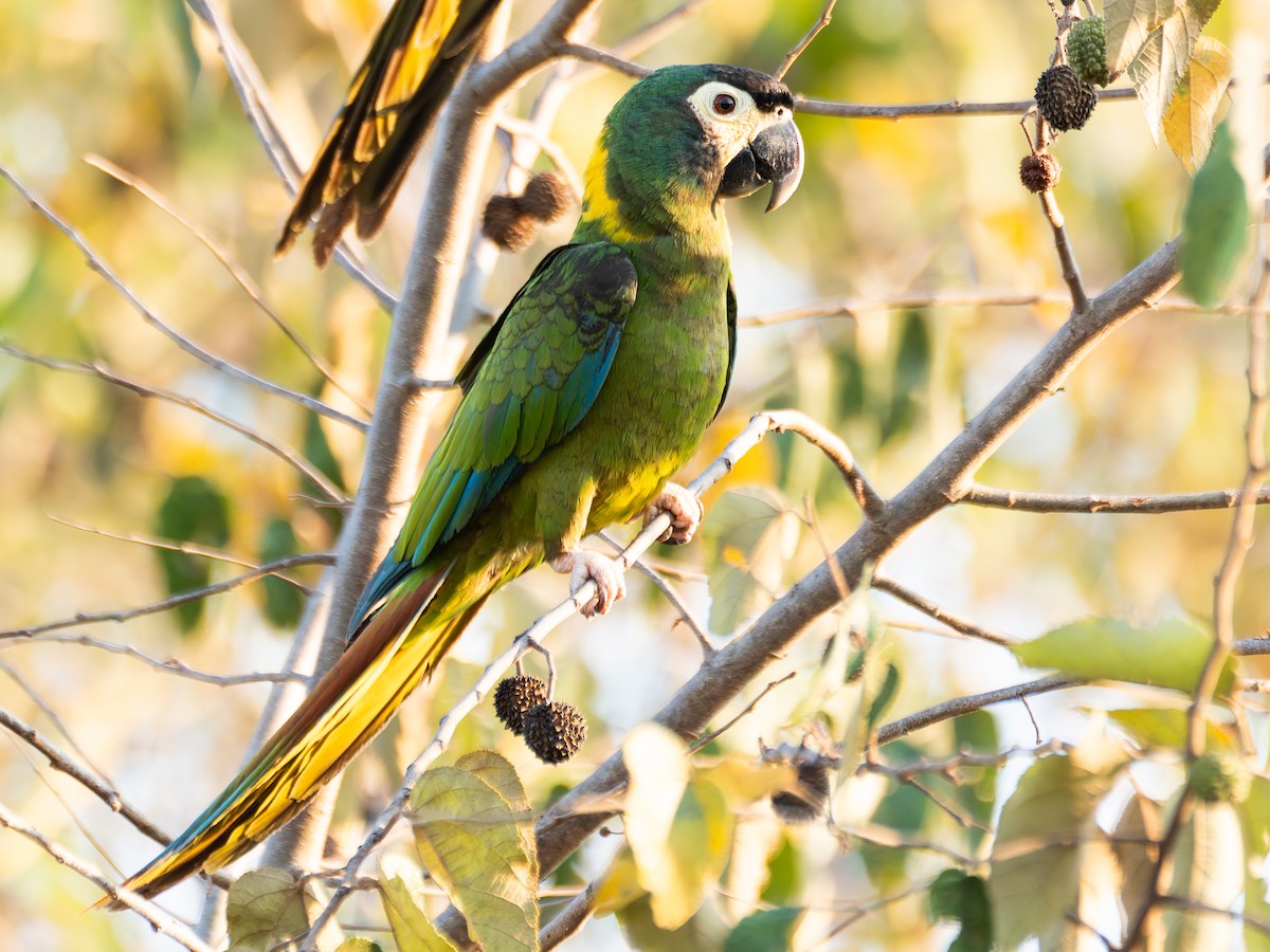 Yellow-collared Macaw - ML645415150