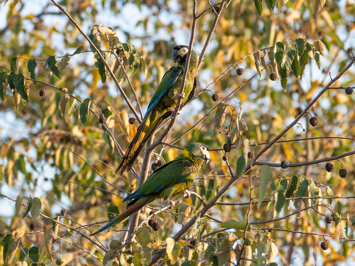 Yellow-collared Macaw - ML645415151