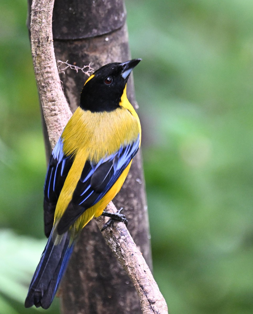 クロアゴヤマフウキンチョウ - ML645415154