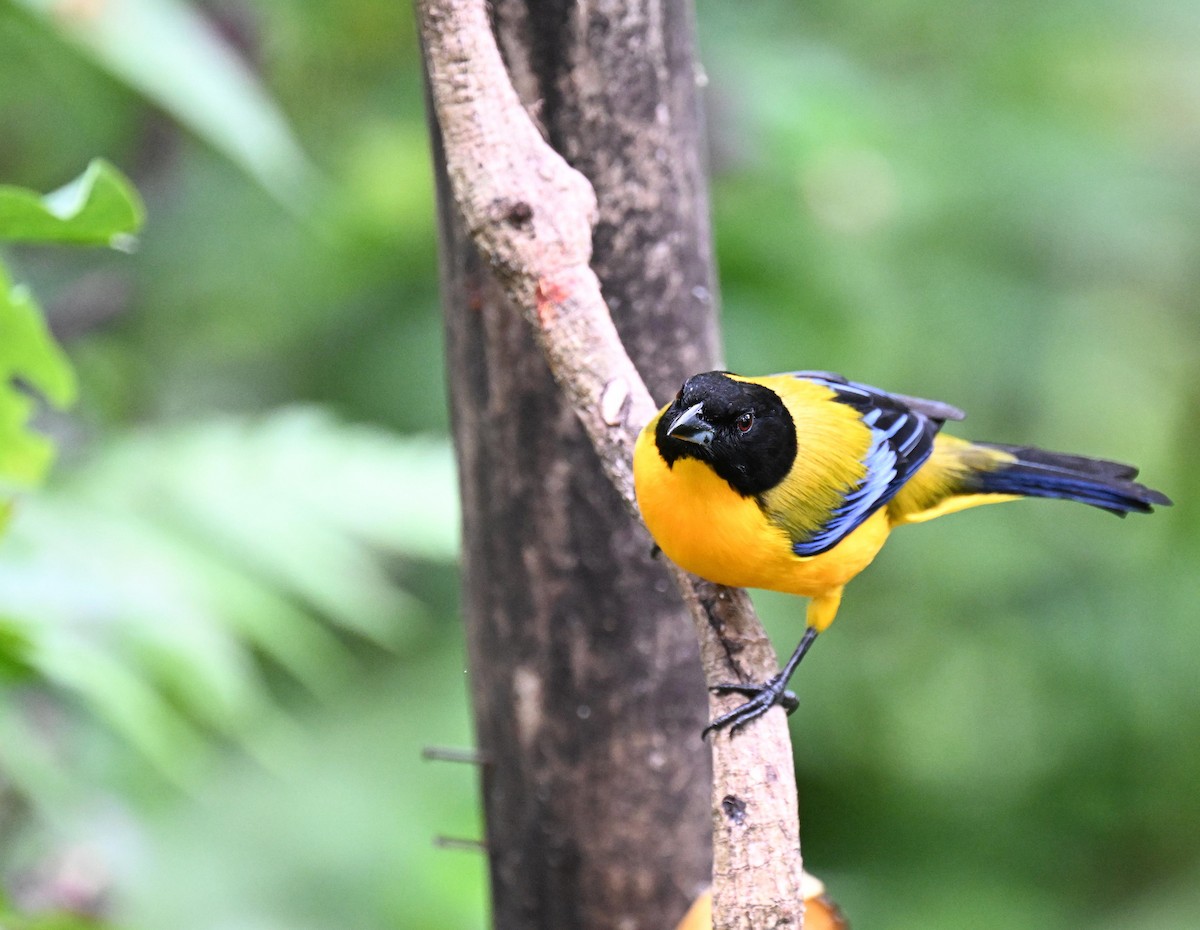 クロアゴヤマフウキンチョウ - ML645415155