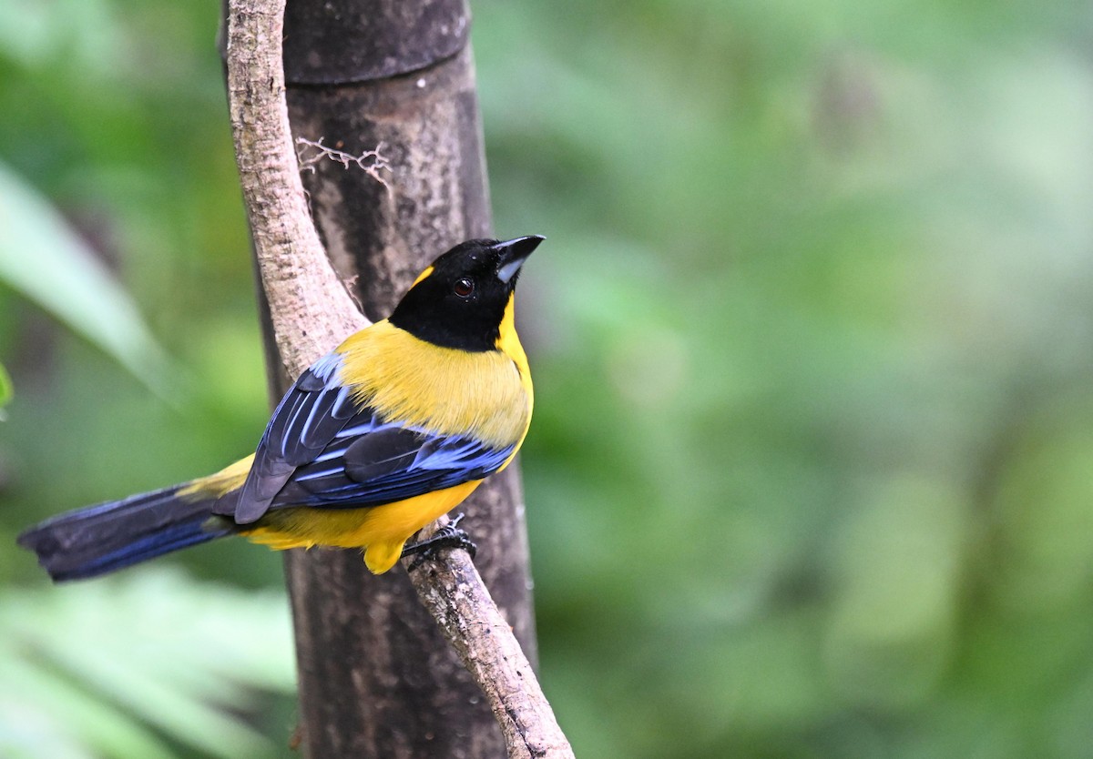 クロアゴヤマフウキンチョウ - ML645415156