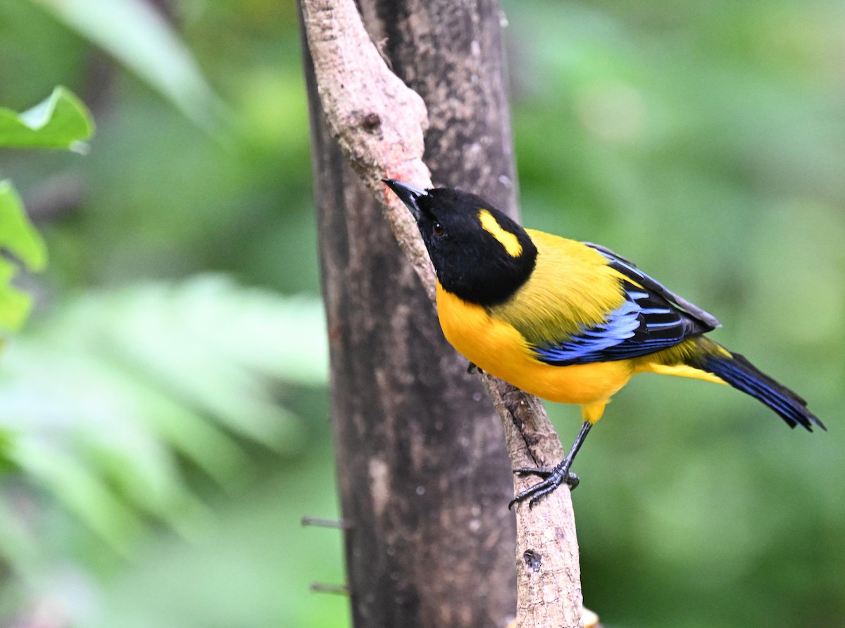 クロアゴヤマフウキンチョウ - ML645415157