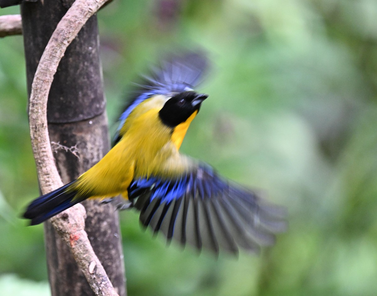 クロアゴヤマフウキンチョウ - ML645415158