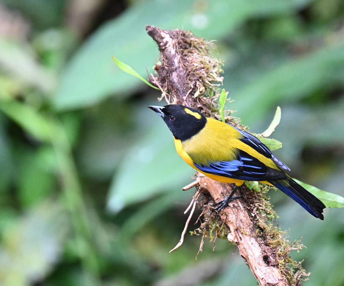 クロアゴヤマフウキンチョウ - ML645415159