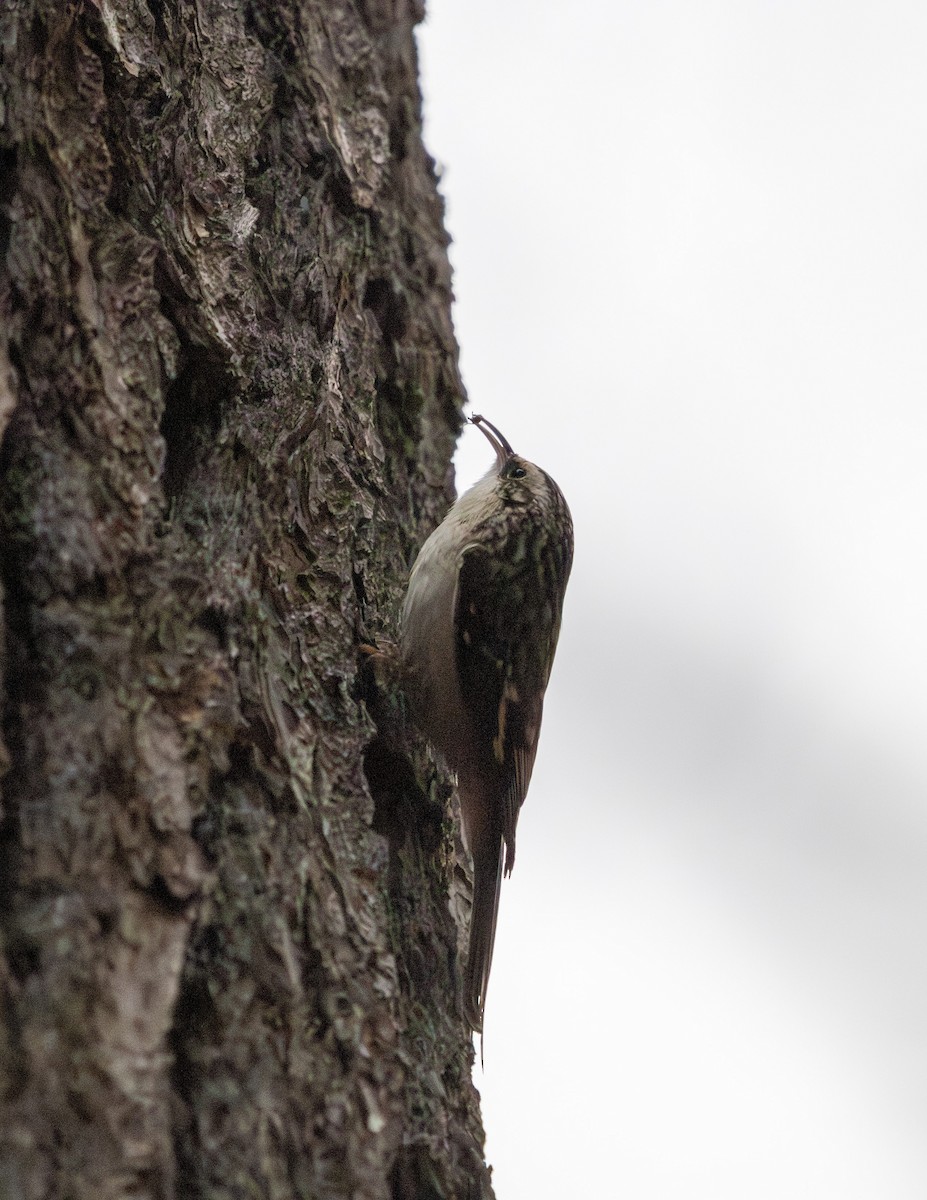 Brown Creeper - ML645415162