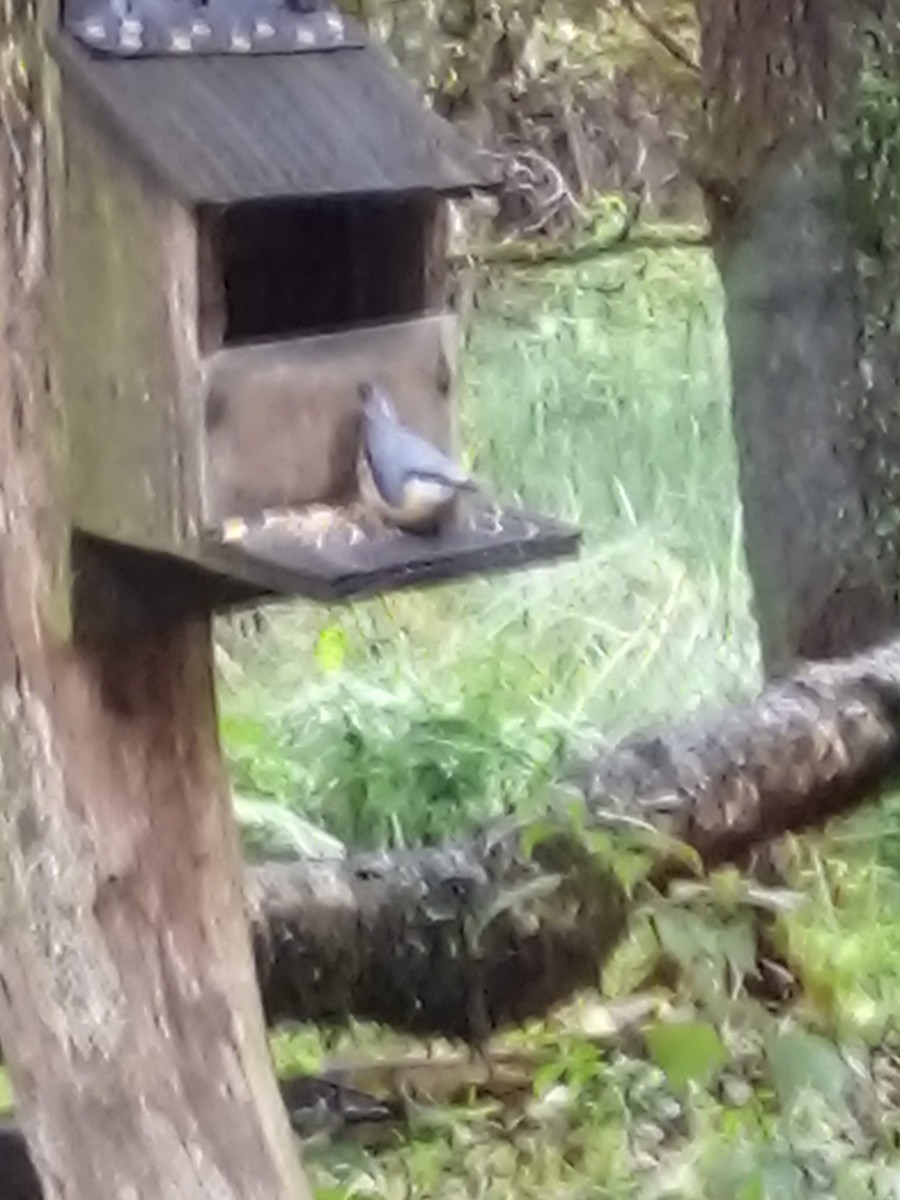 Eurasian Nuthatch - ML645415163