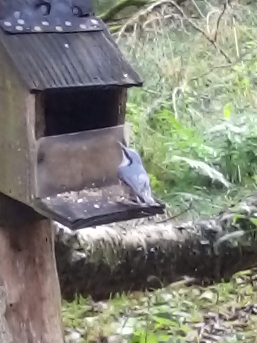 Eurasian Nuthatch - ML645415166