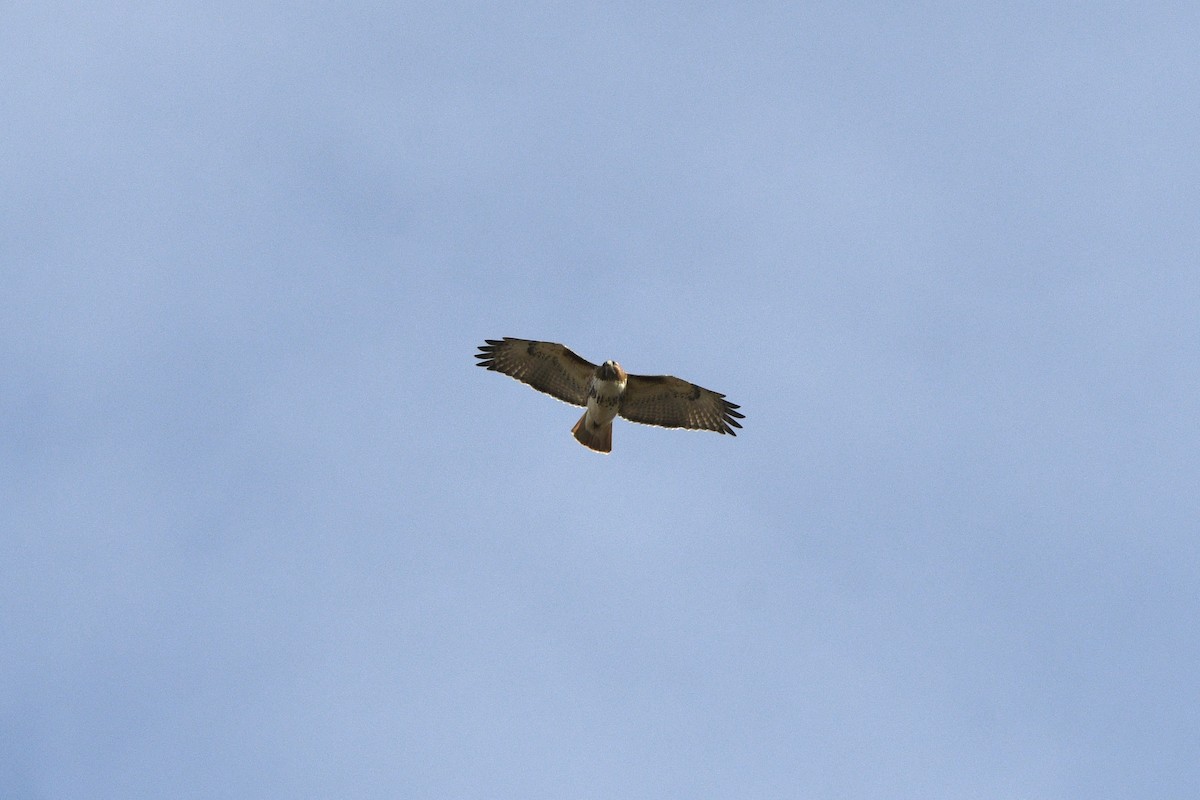 káně rudochvostá - ML645415172