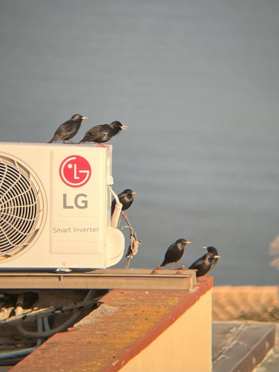 Arabazozo beltza - ML645415175