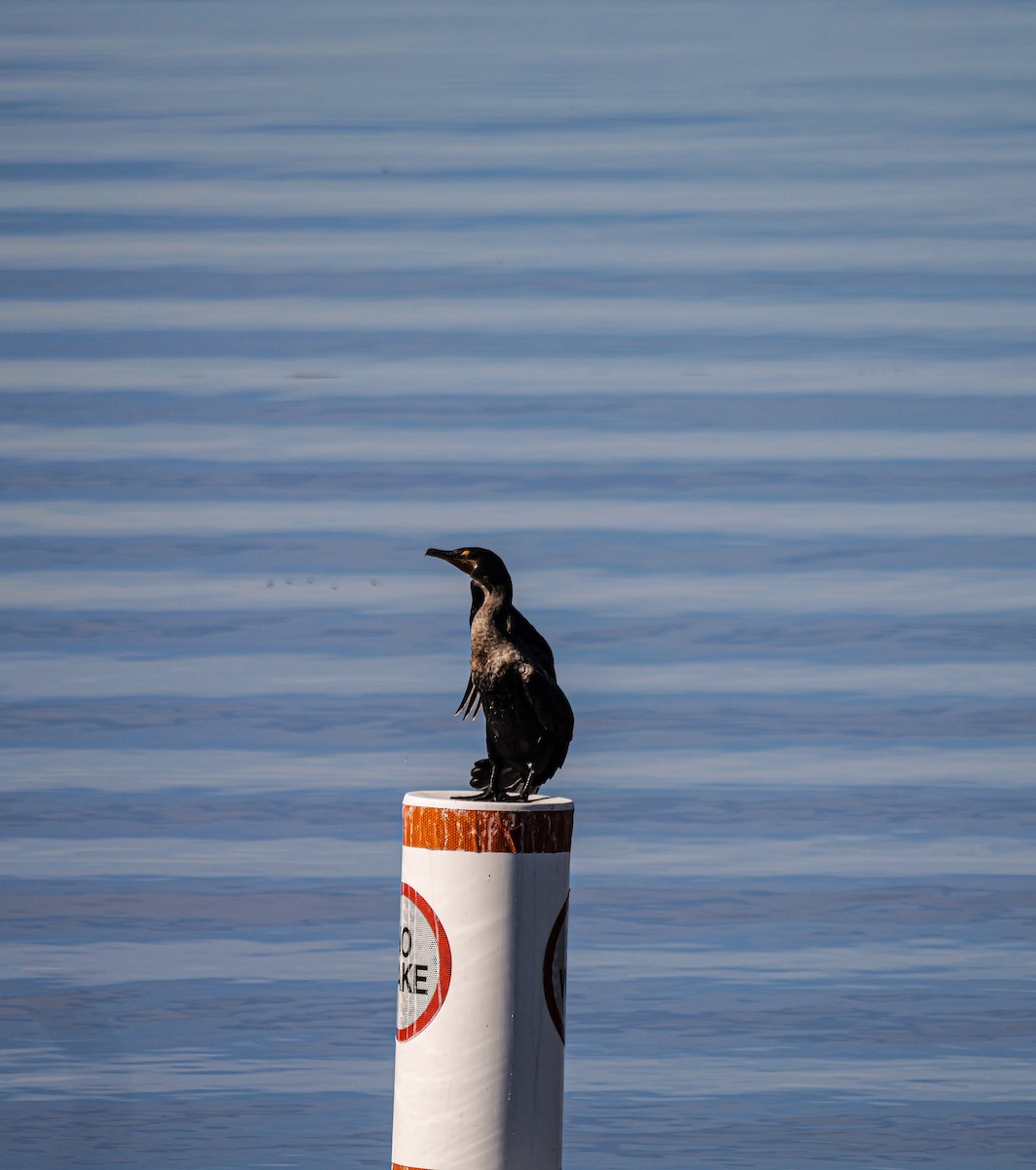 Double-crested Cormorant - ML645415180