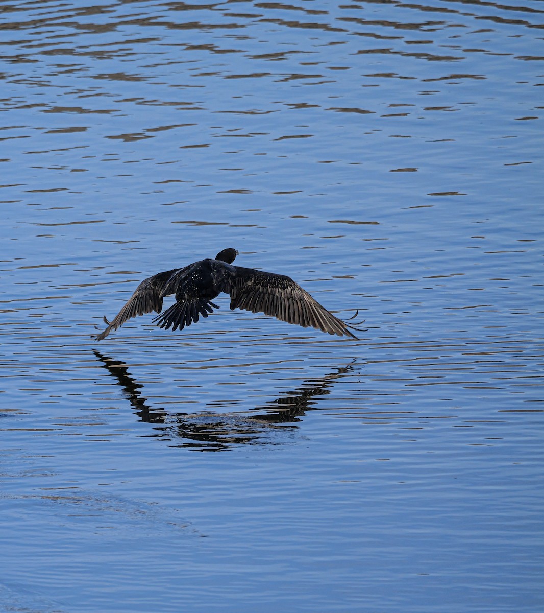 Double-crested Cormorant - ML645415181