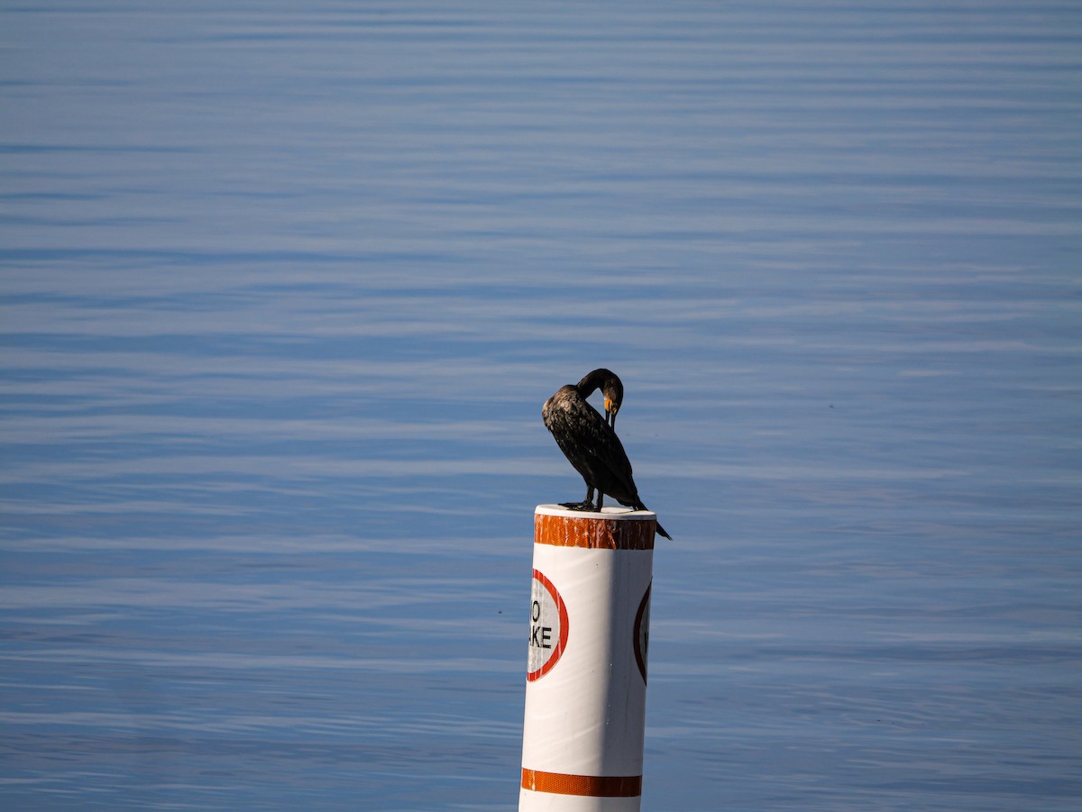 Double-crested Cormorant - ML645415182