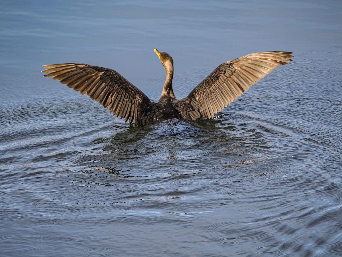 Double-crested Cormorant - ML645415183