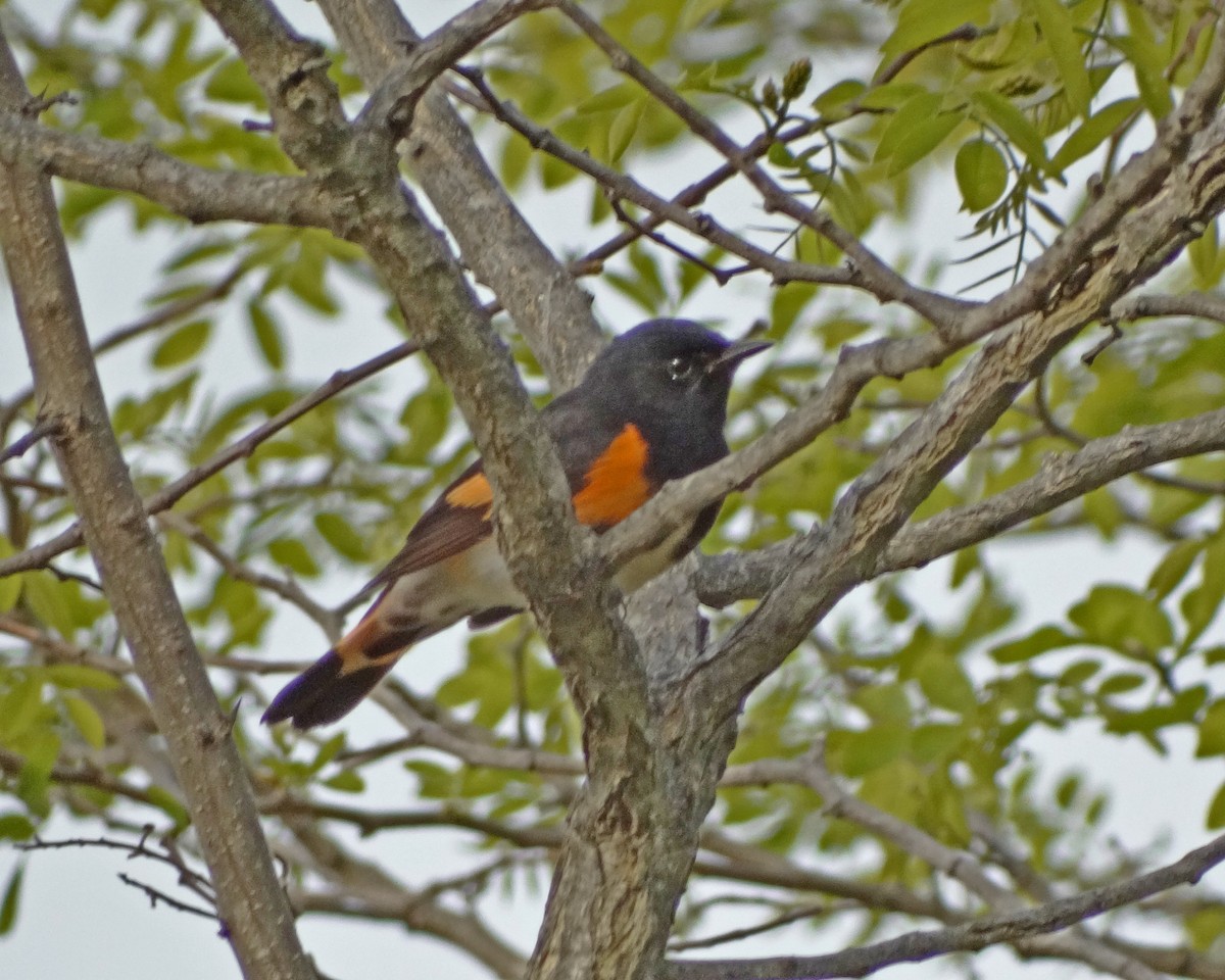 American Redstart - ML645415185