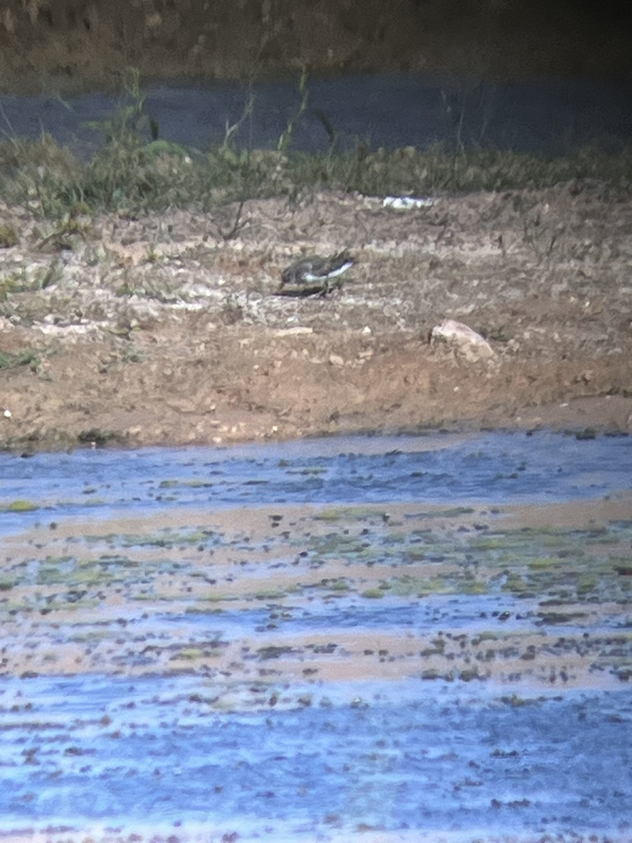 Correlimos sp. - ML645415186