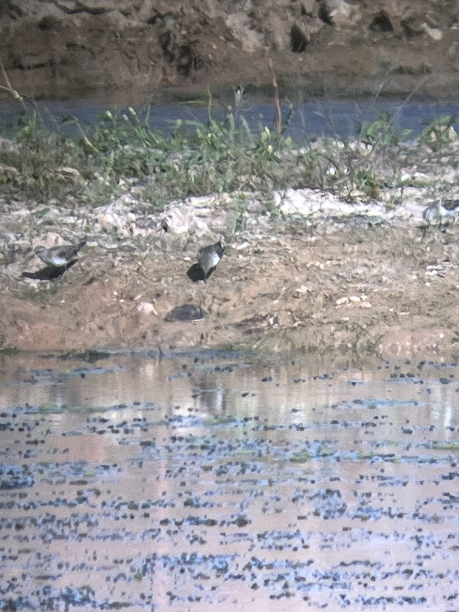 Correlimos sp. - ML645415187