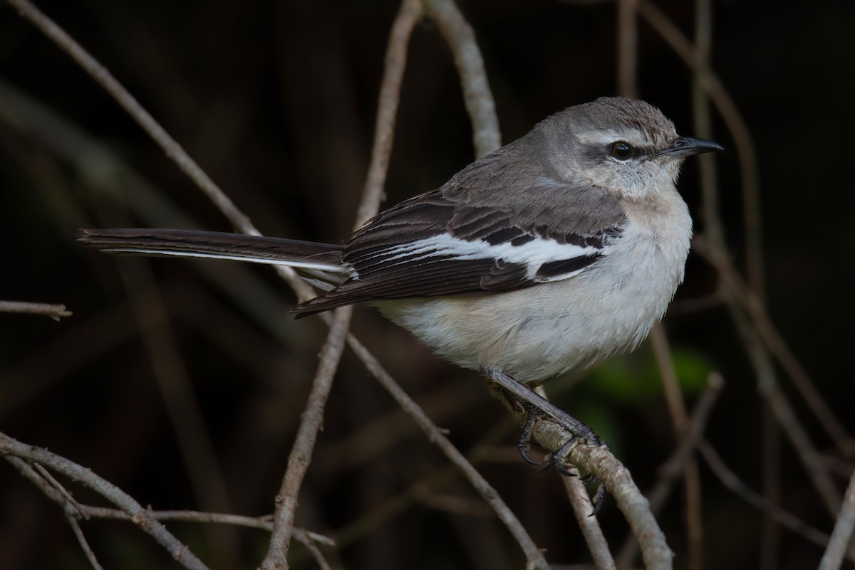 drozdec bělopásý - ML645415191