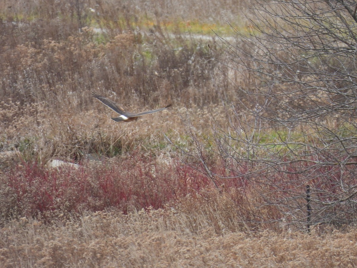 Northern Harrier - ML645415209