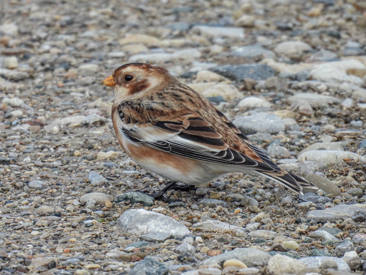 Snow Bunting - ML645415221