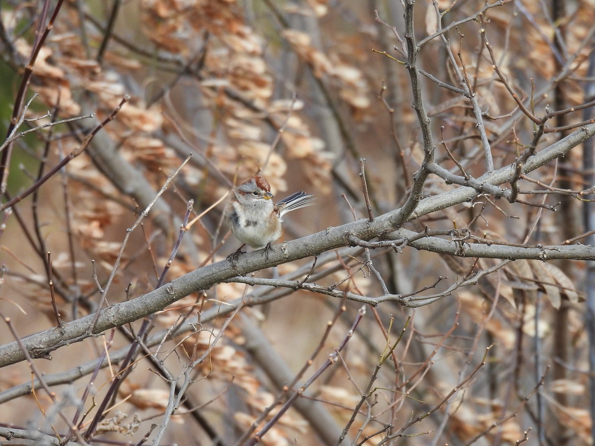 ムナフヒメドリ - ML645415222