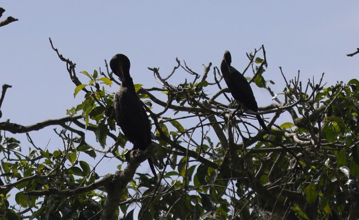 Double-crested Cormorant - ML645415224