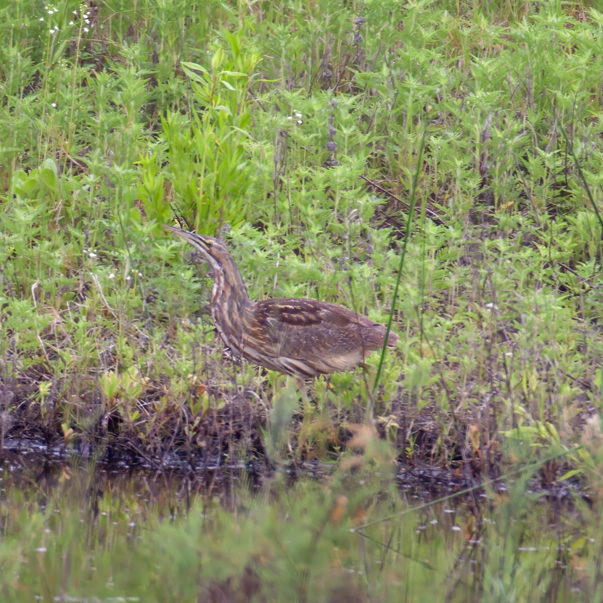 American Bittern - ML645415225