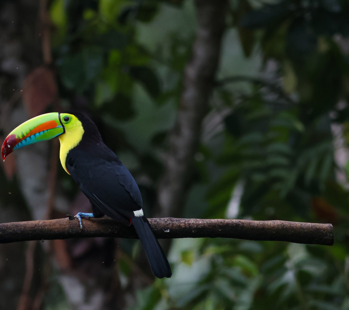 tukan středoamerický - ML645415236