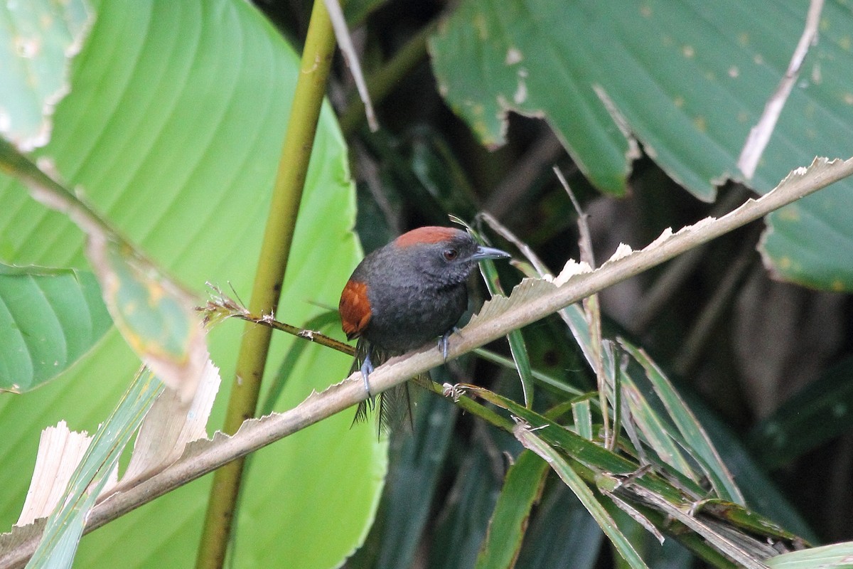 Slaty Spinetail - ML645415237