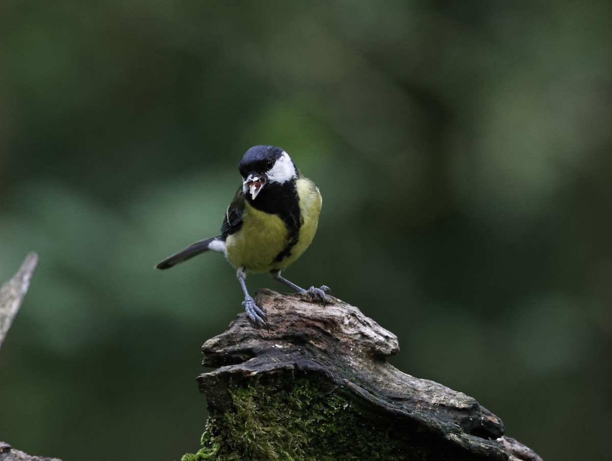 Great Tit - ML645415238