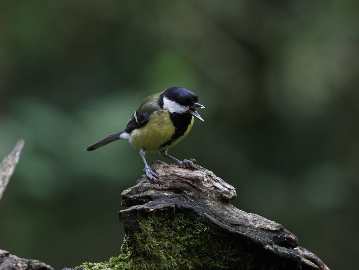 Great Tit - ML645415239