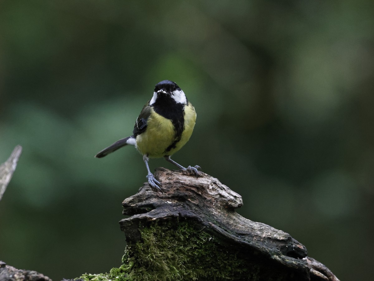 Great Tit - ML645415240
