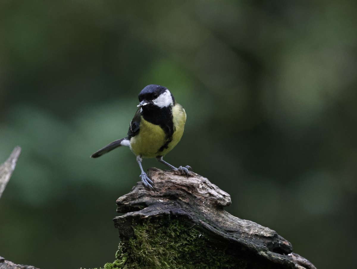 Great Tit - ML645415241