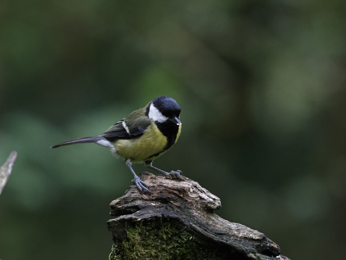 Great Tit - ML645415242