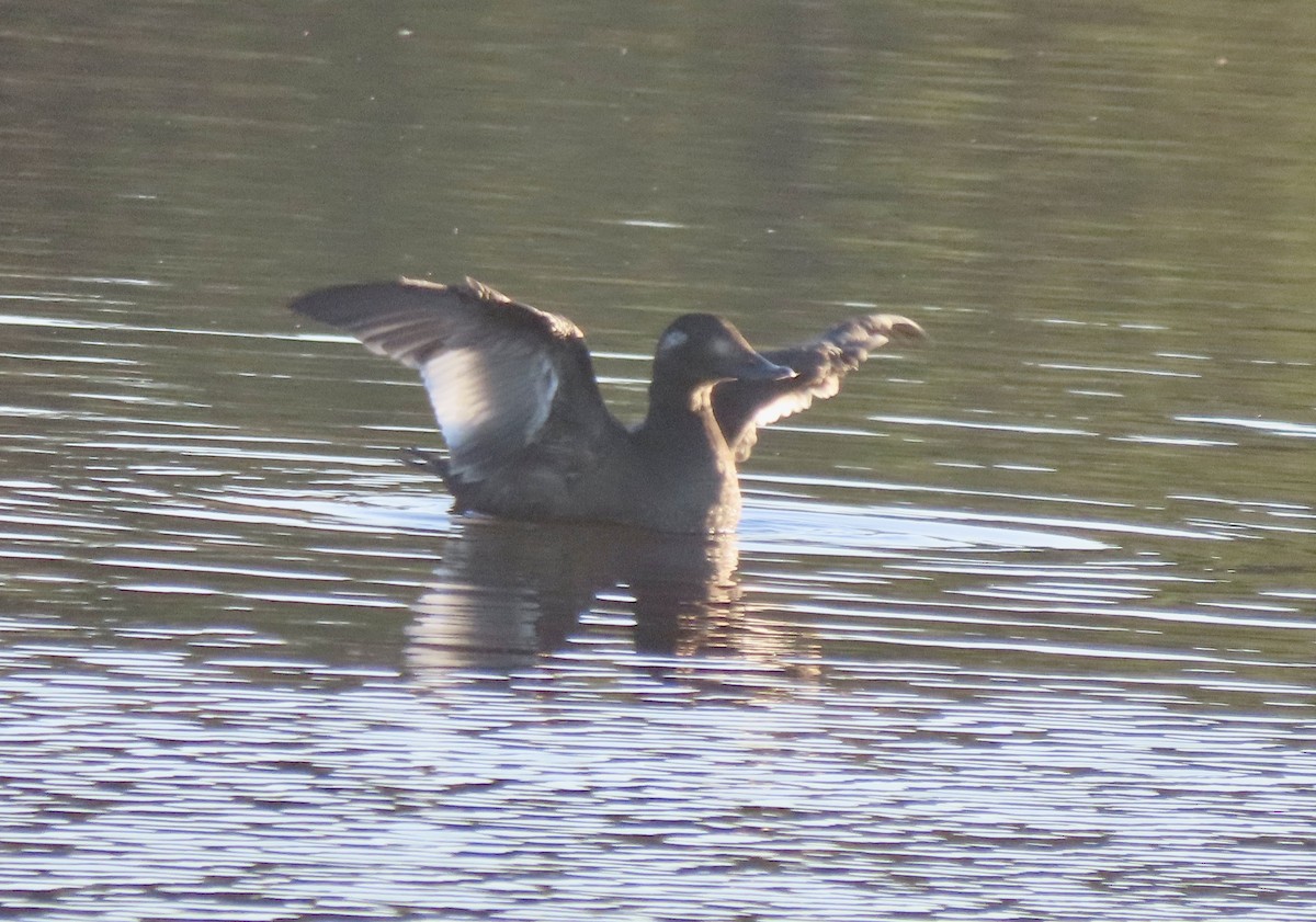 White-winged Scoter - ML645415246