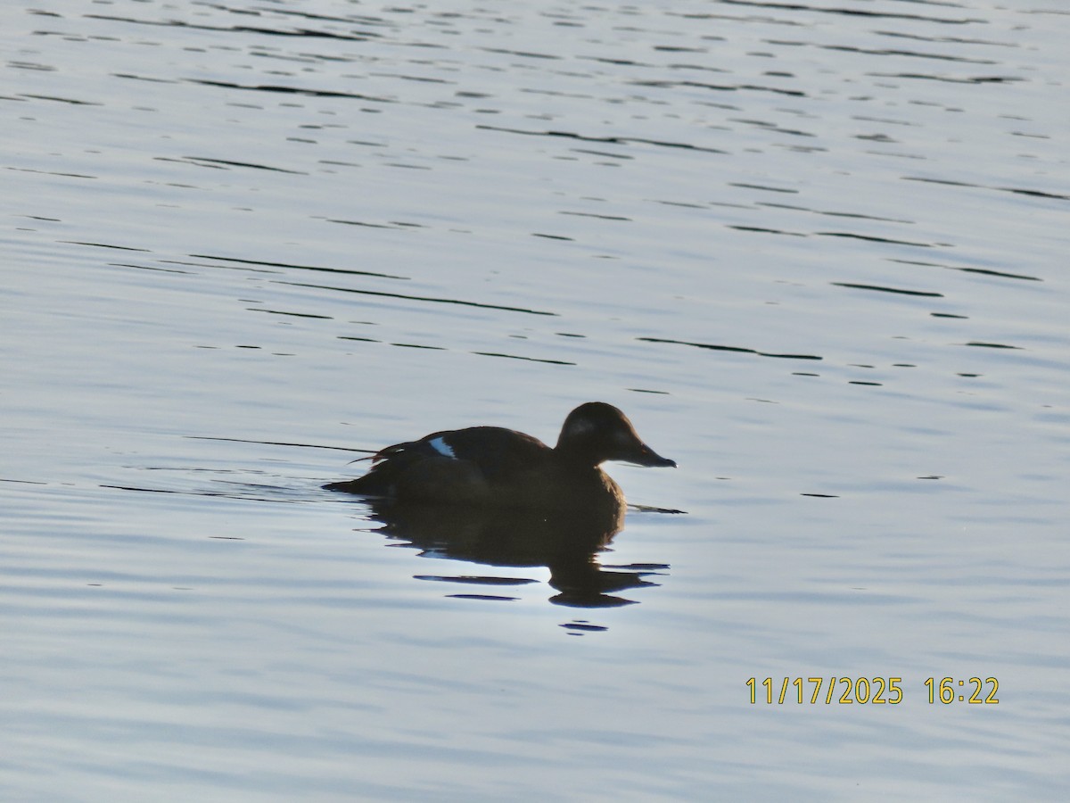 White-winged Scoter - ML645415247