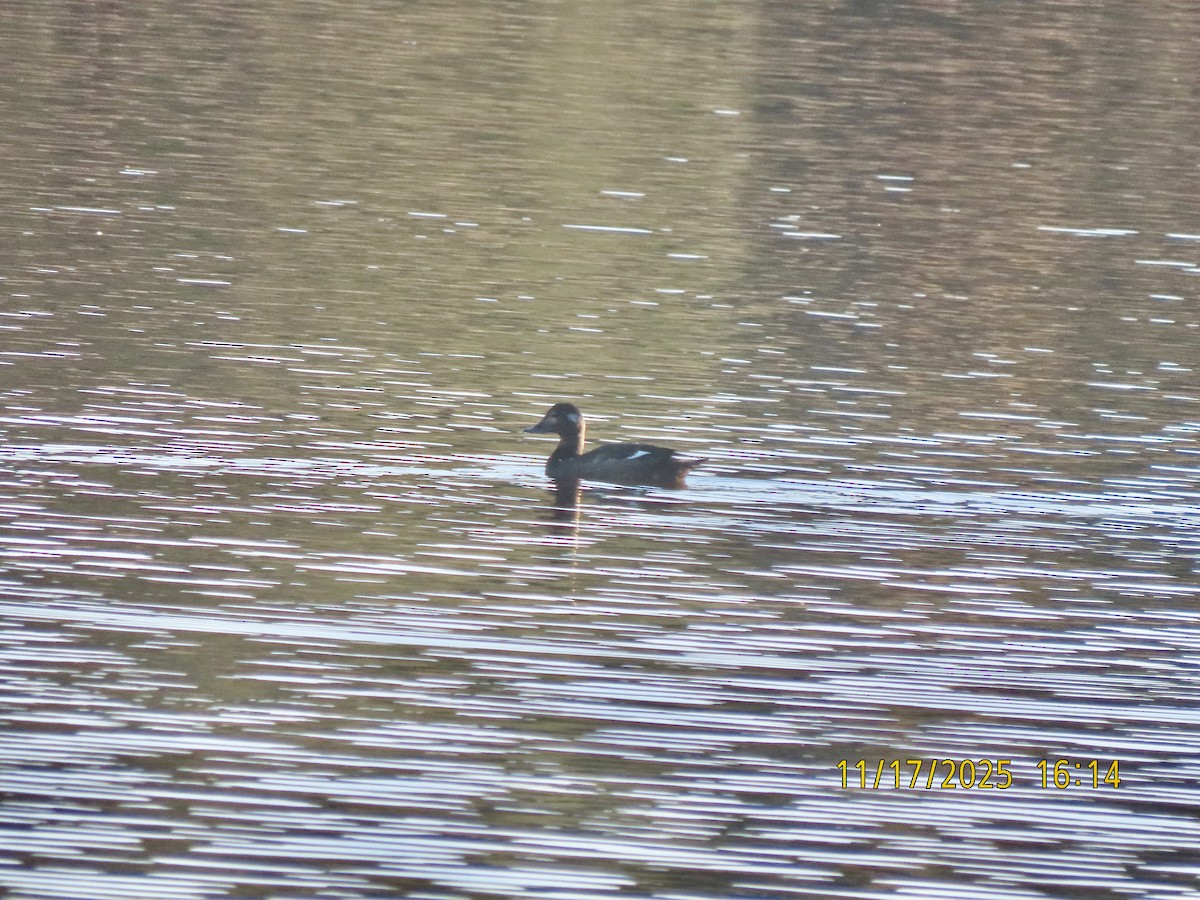 White-winged Scoter - ML645415248