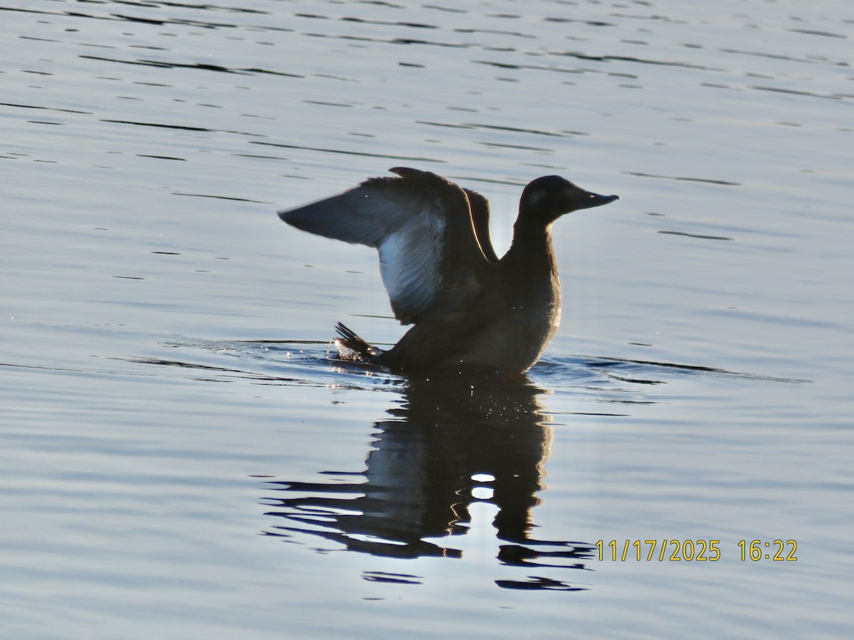 White-winged Scoter - ML645415249
