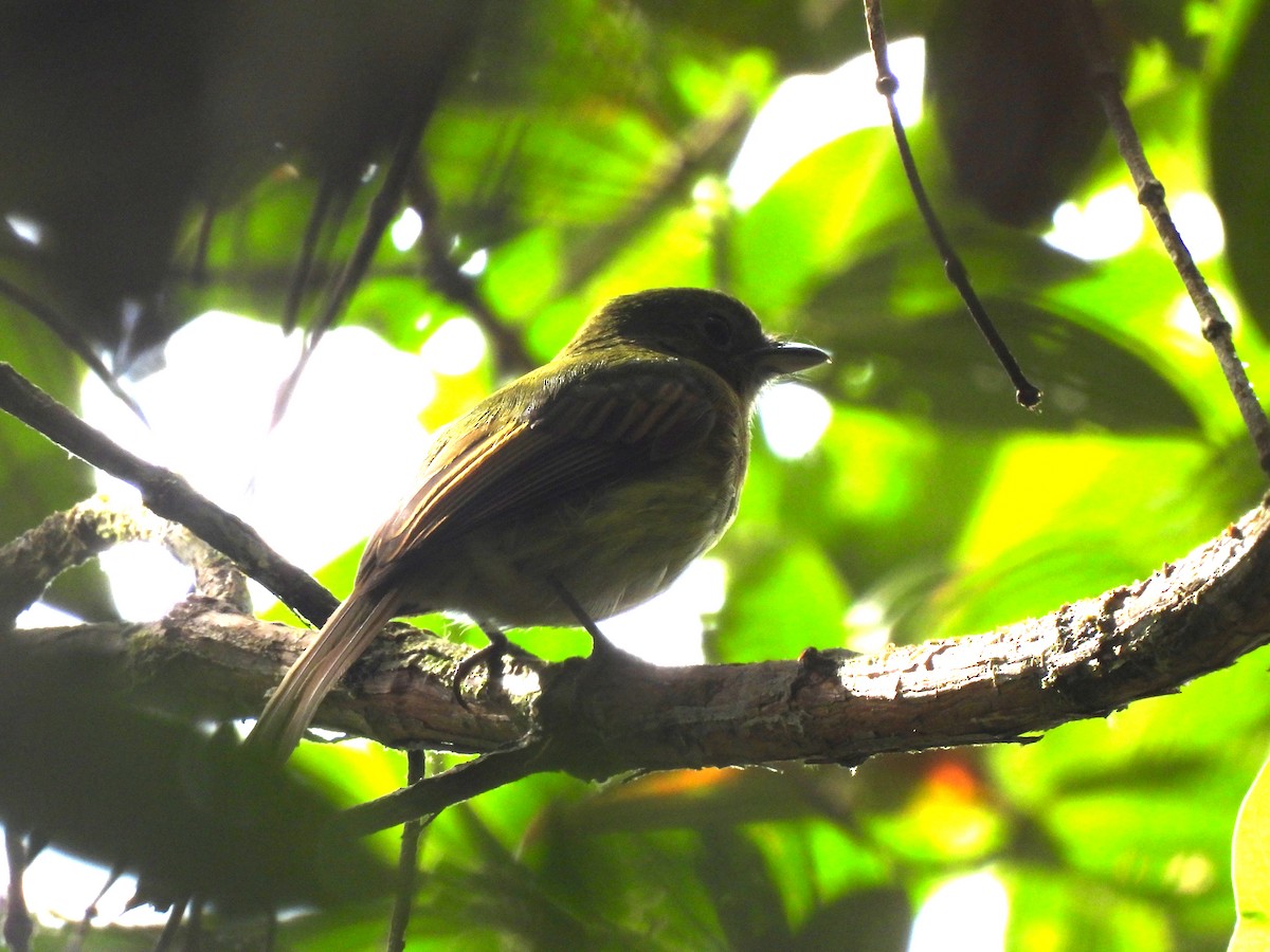 Fulvous-breasted Flatbill - ML645415250