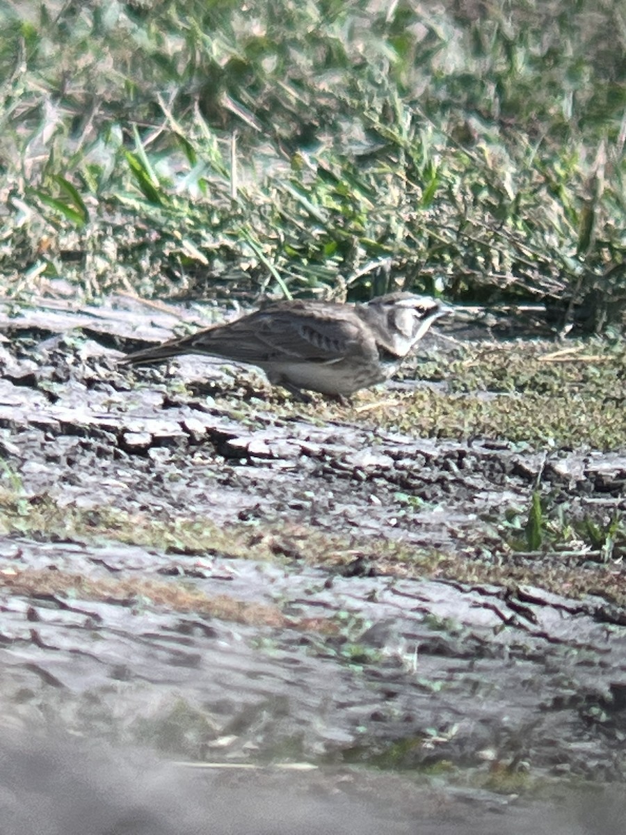 Horned Lark - ML645415252