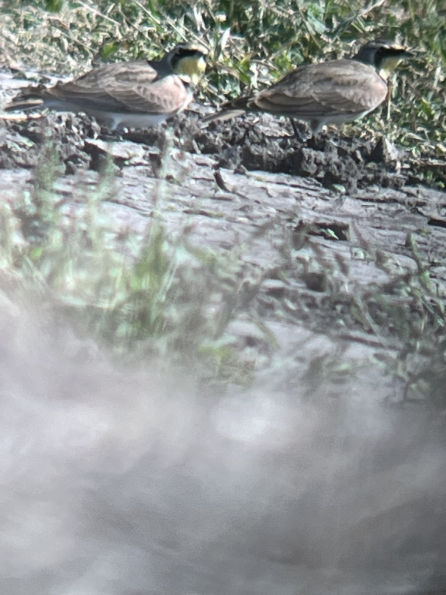 Horned Lark - ML645415253