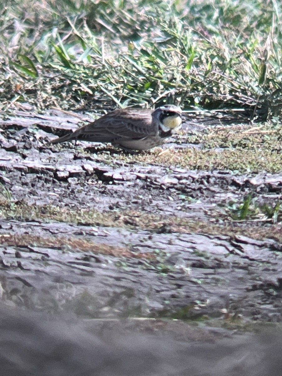 Horned Lark - ML645415254