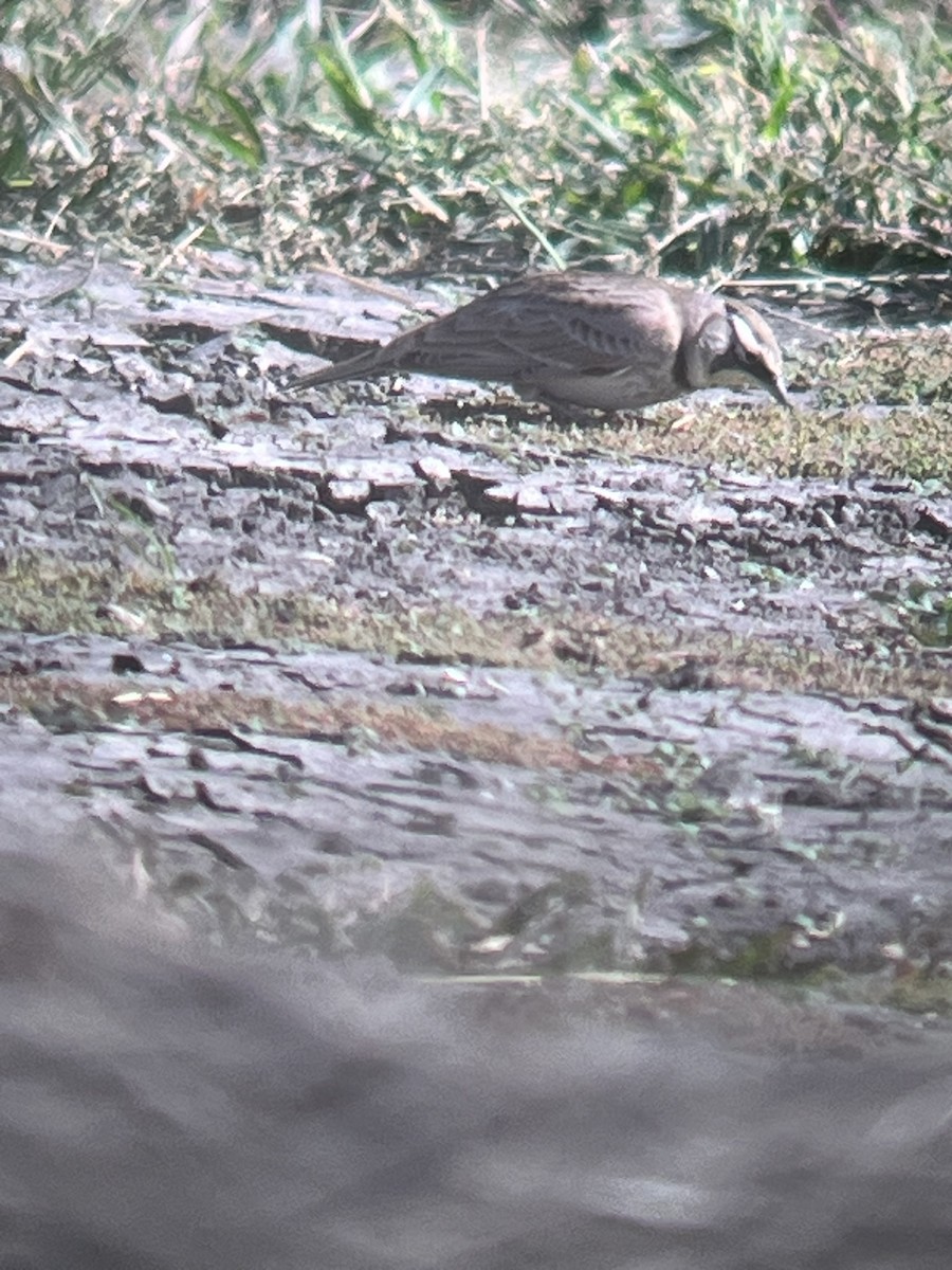 Horned Lark - ML645415255