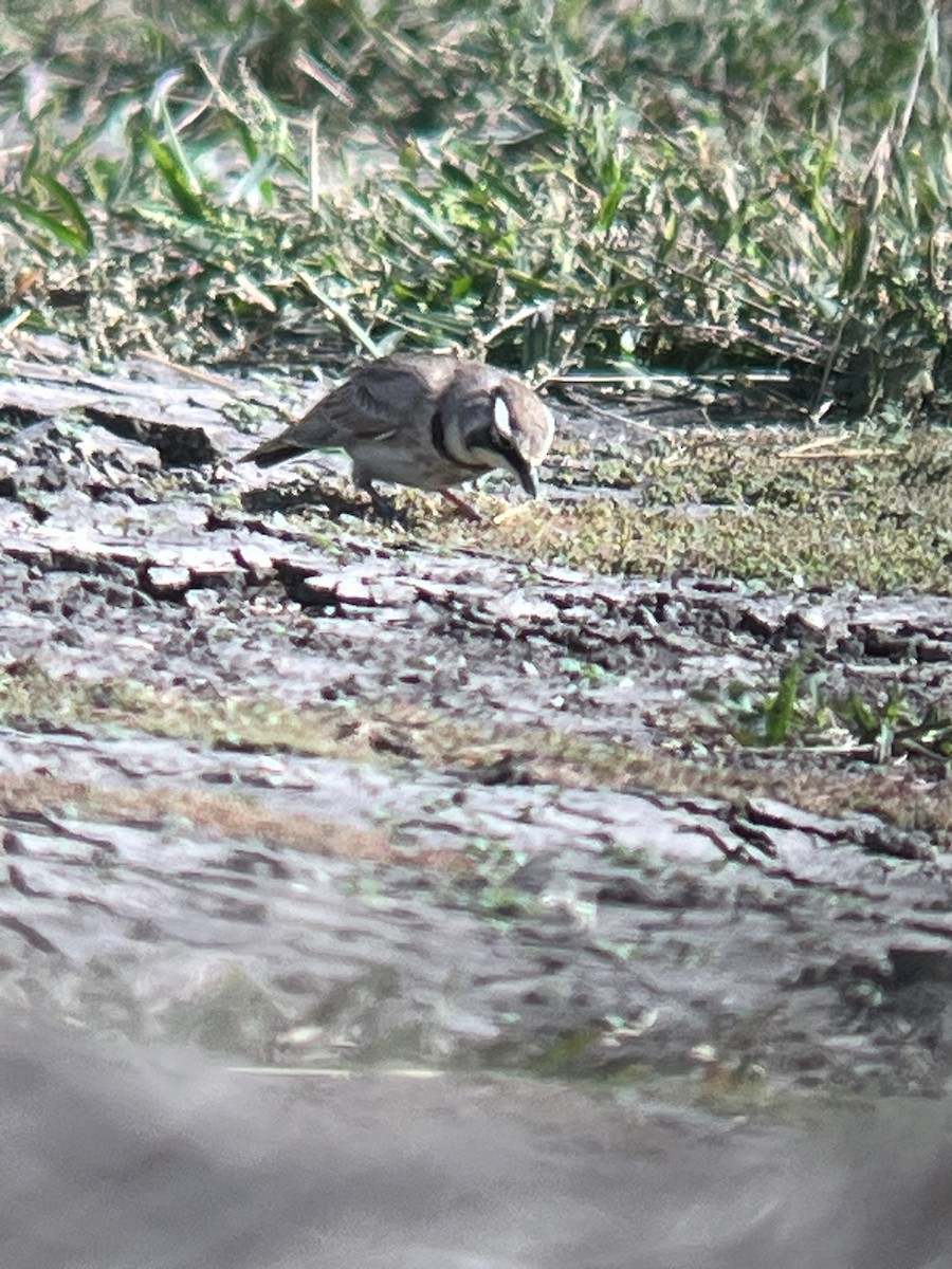 Horned Lark - ML645415256