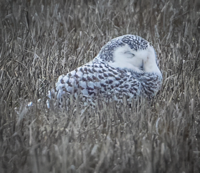 snøugle - ML645415260