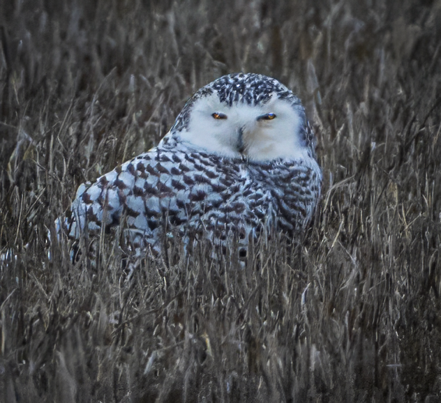 snøugle - ML645415261