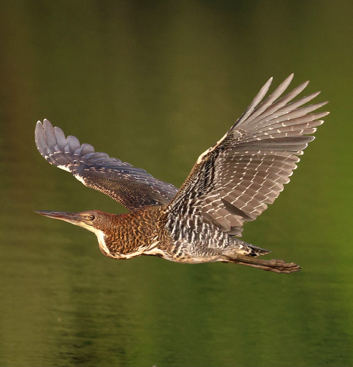Rufescent Tiger-Heron - ML645415262